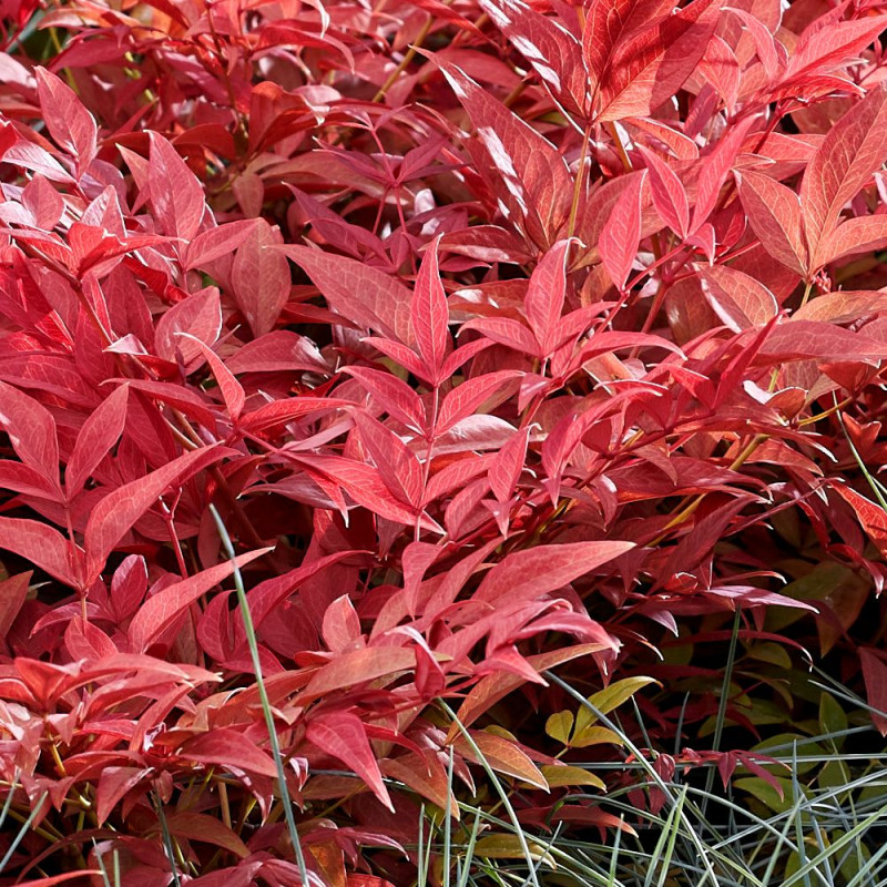 Bambou sacré Obsessed® 'Seika', Nandina