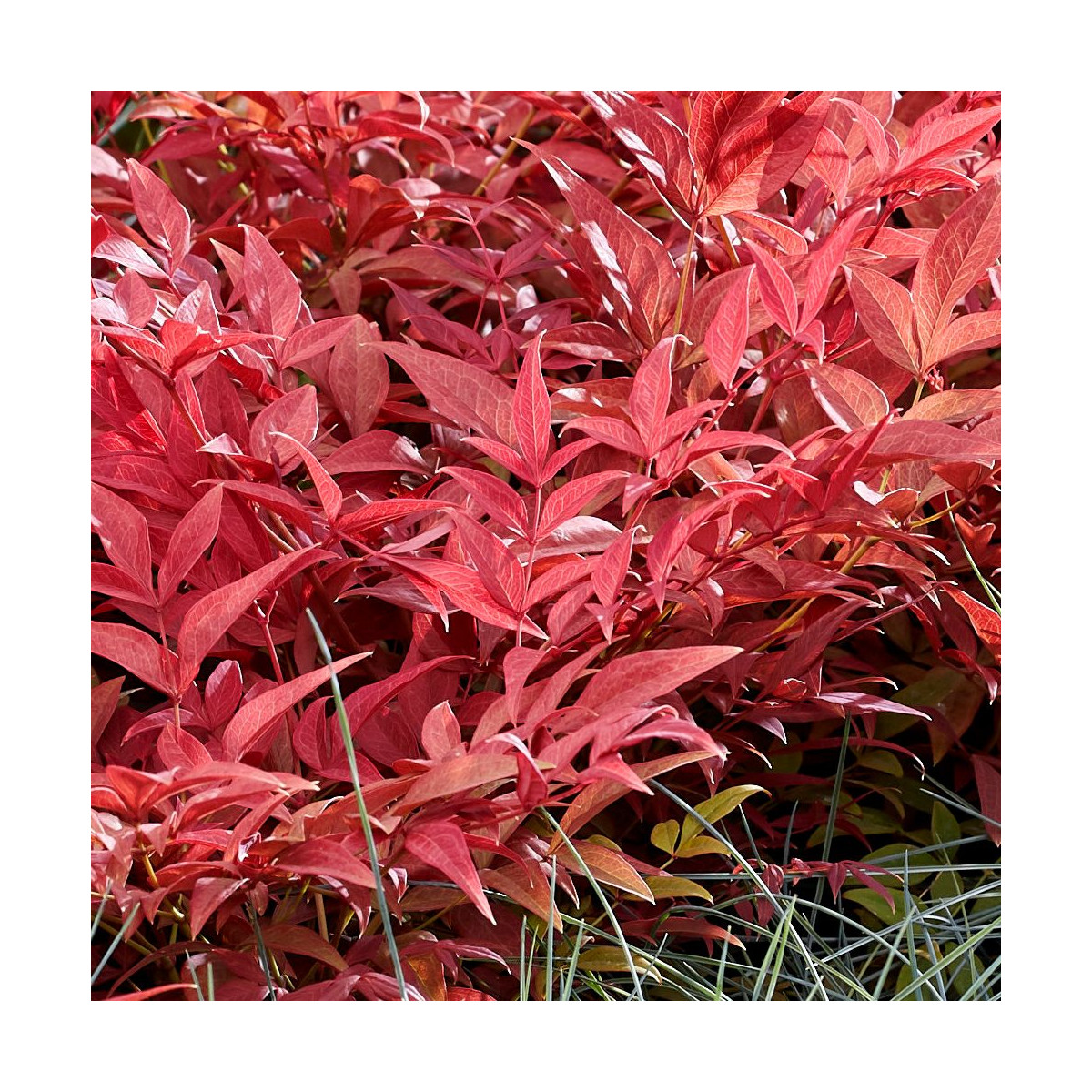 Bambou sacré Obsessed® 'Seika', Nandina