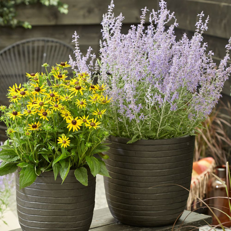 Lavande d'Afghanistan Lacey Blue® 'Lisslitt', Sauge Russe, Perovskia
