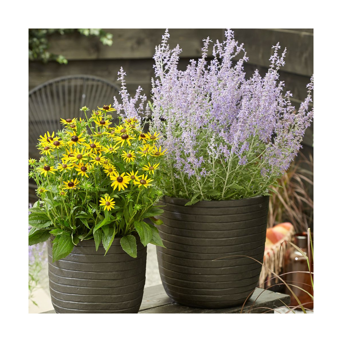 Lavande d'Afghanistan Lacey Blue® 'Lisslitt', Sauge Russe, Perovskia