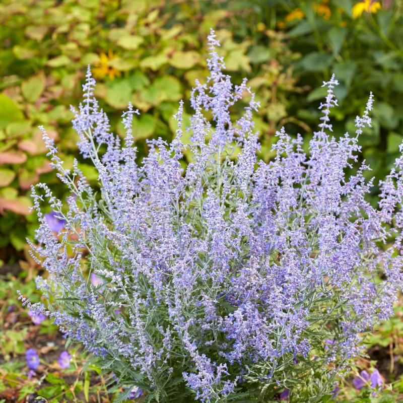Lavande d'Afghanistan Lacey Blue® 'Lisslitt', Sauge Russe, Perovskia
