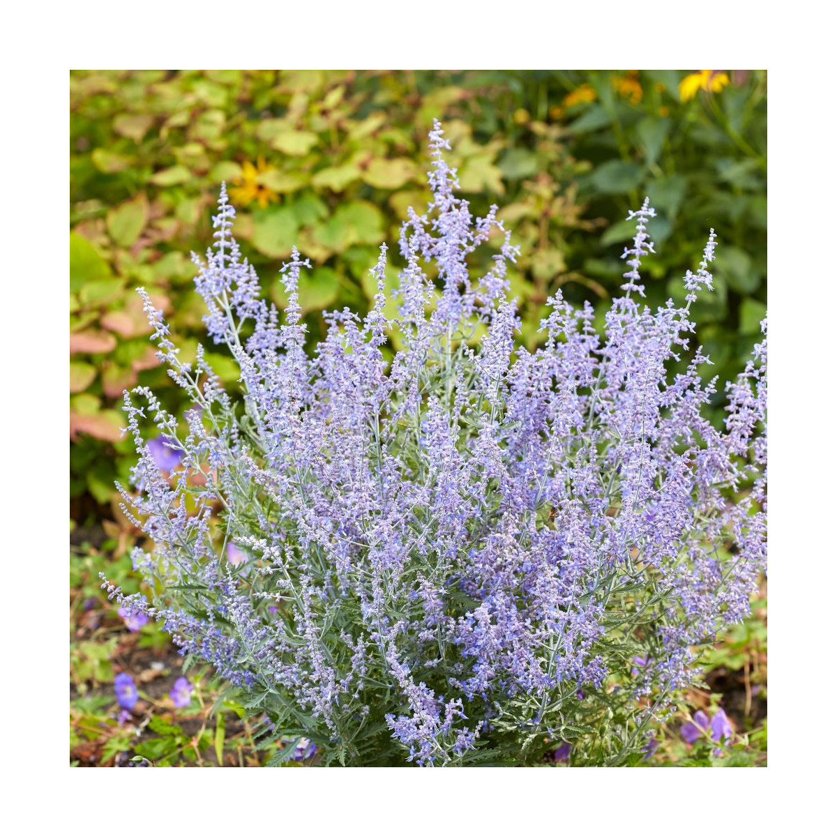 Lavande d'Afghanistan Lacey Blue® 'Lisslitt', Sauge Russe, Perovskia