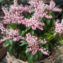 Andromède du Japon Pink Passion 'Opstal69'