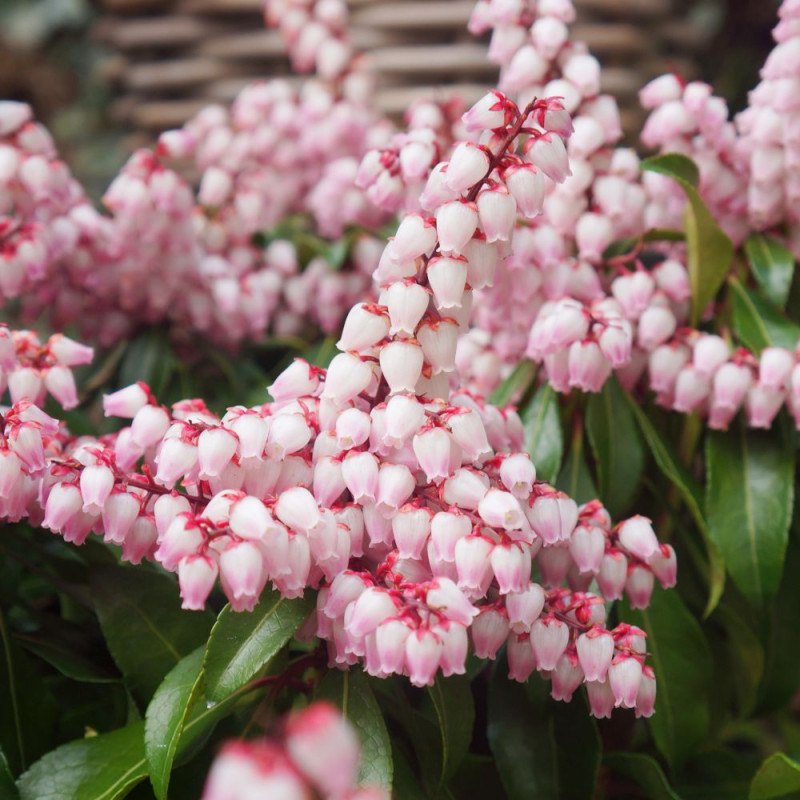 Andromède du Japon Pink Passion 'Opstal69', Pieris