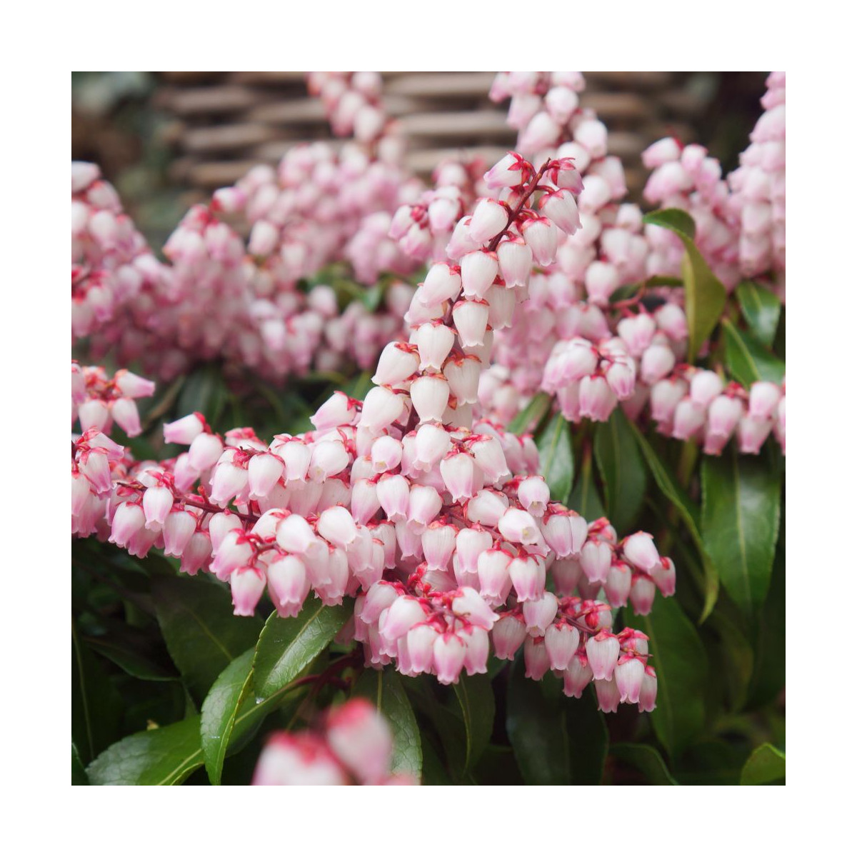 Andromède du Japon Pink Passion 'Opstal69', Pieris Andromède du Japon Pink Passion 'Opstal69', Pieris