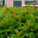 Laurier palme Etna® 'Anbri'