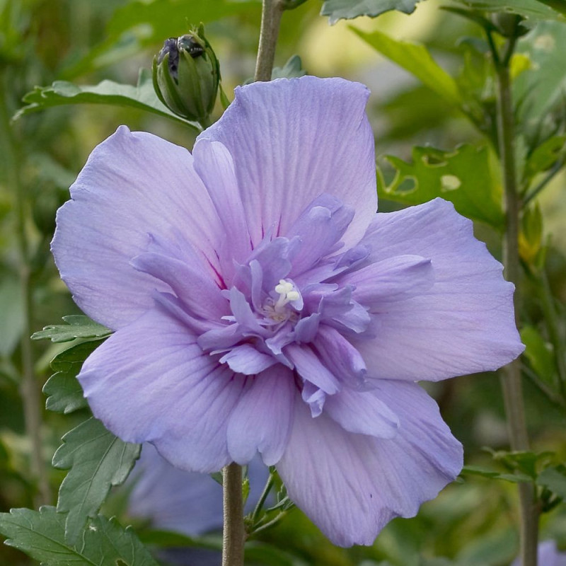 Hibiscus Blue Chiffon® 'Notwoodthree', Althéa