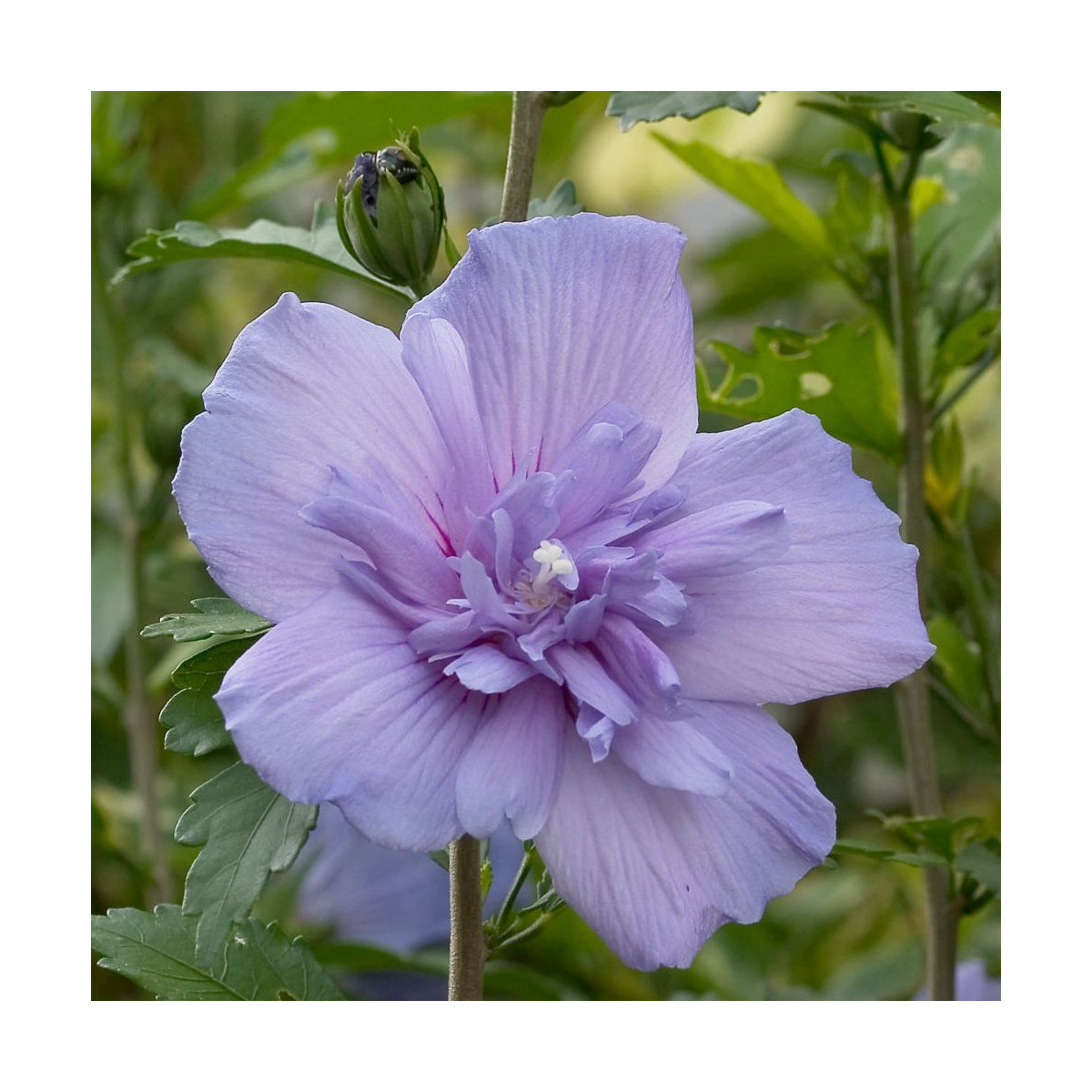 Hibiscus Blue Chiffon® 'Notwoodthree', Althéa