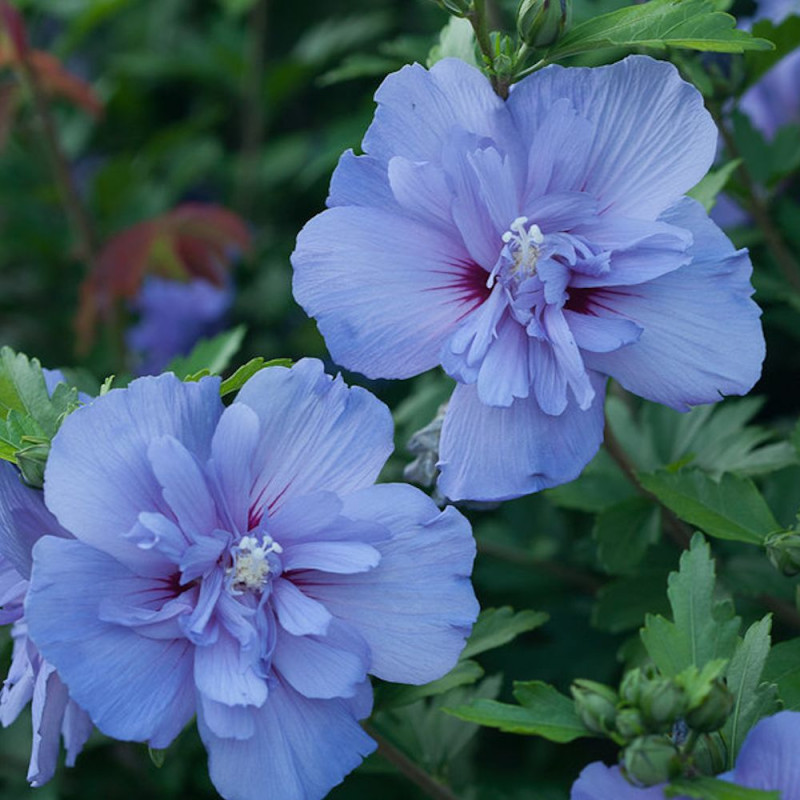 Hibiscus Blue Chiffon® 'Notwoodthree', Althéa