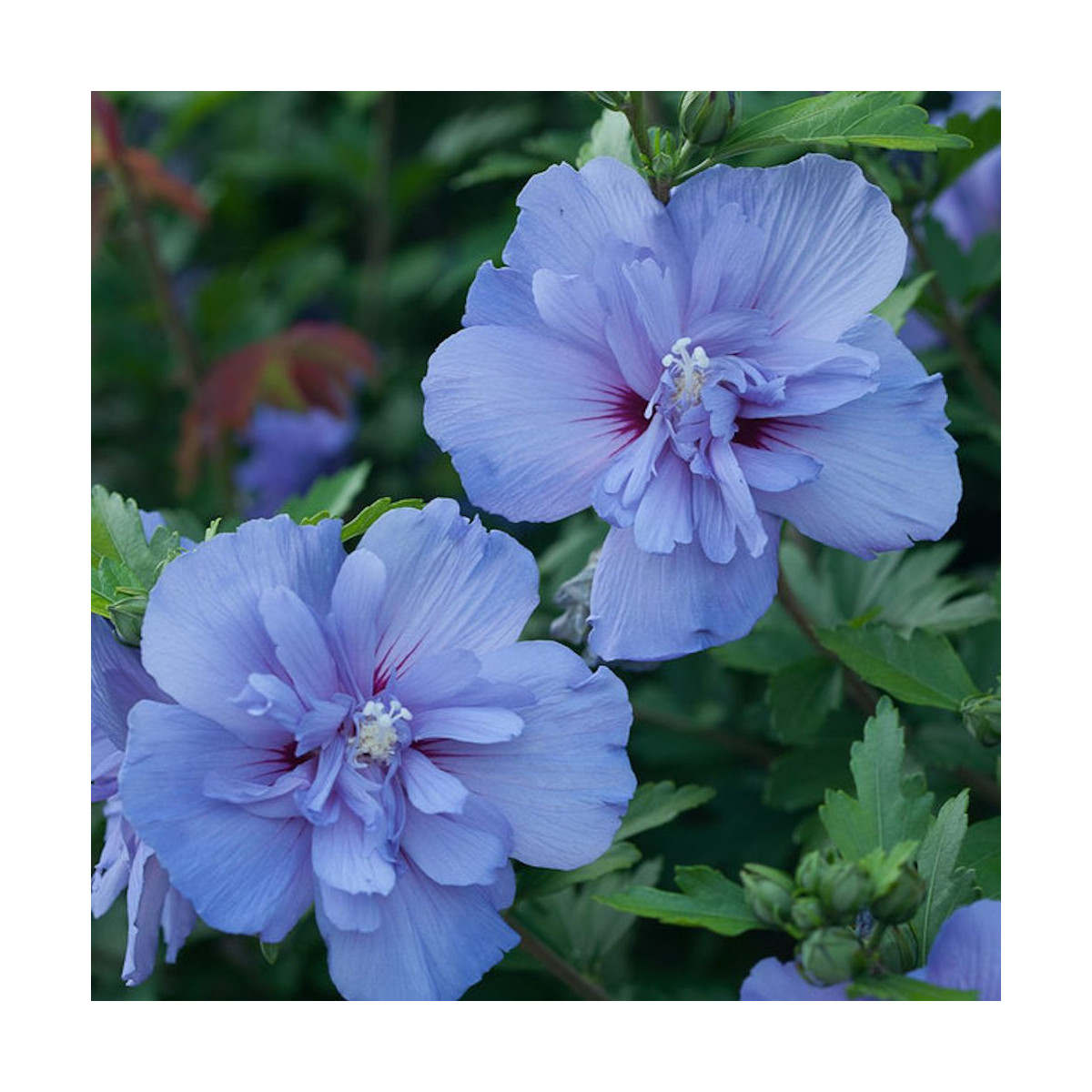 Hibiscus Blue Chiffon® 'Notwoodthree', Althéa