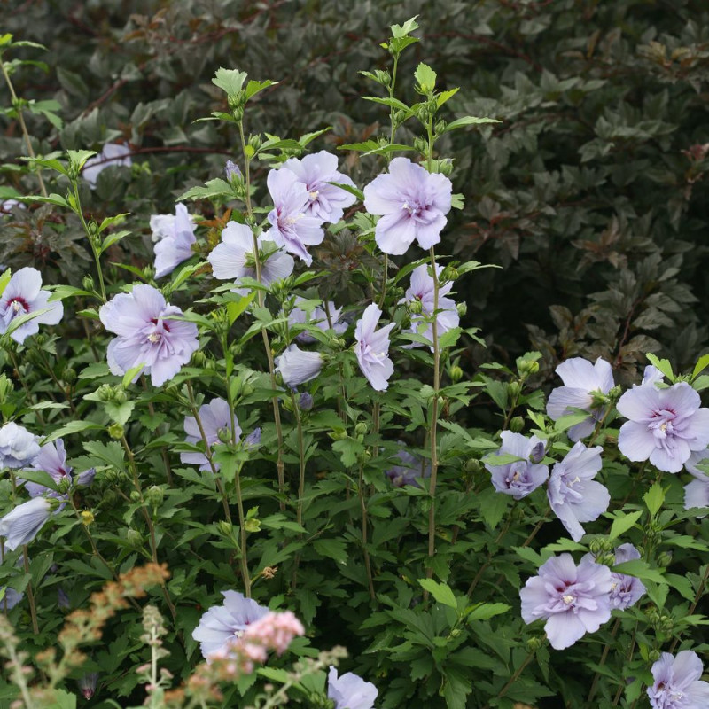 Hibiscus Blue Chiffon® 'Notwoodthree', Althéa