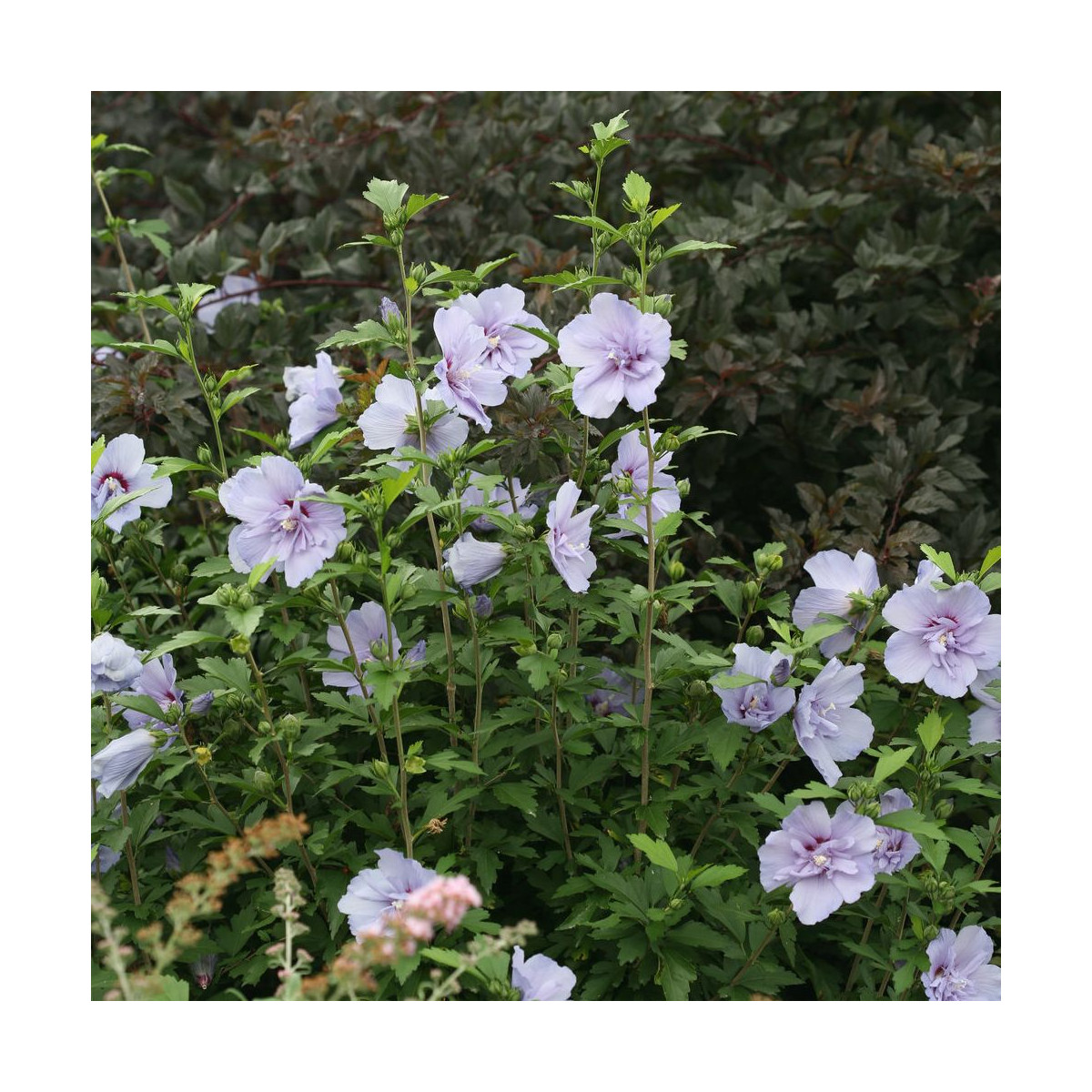 Hibiscus Blue Chiffon® 'Notwoodthree', Althéa
