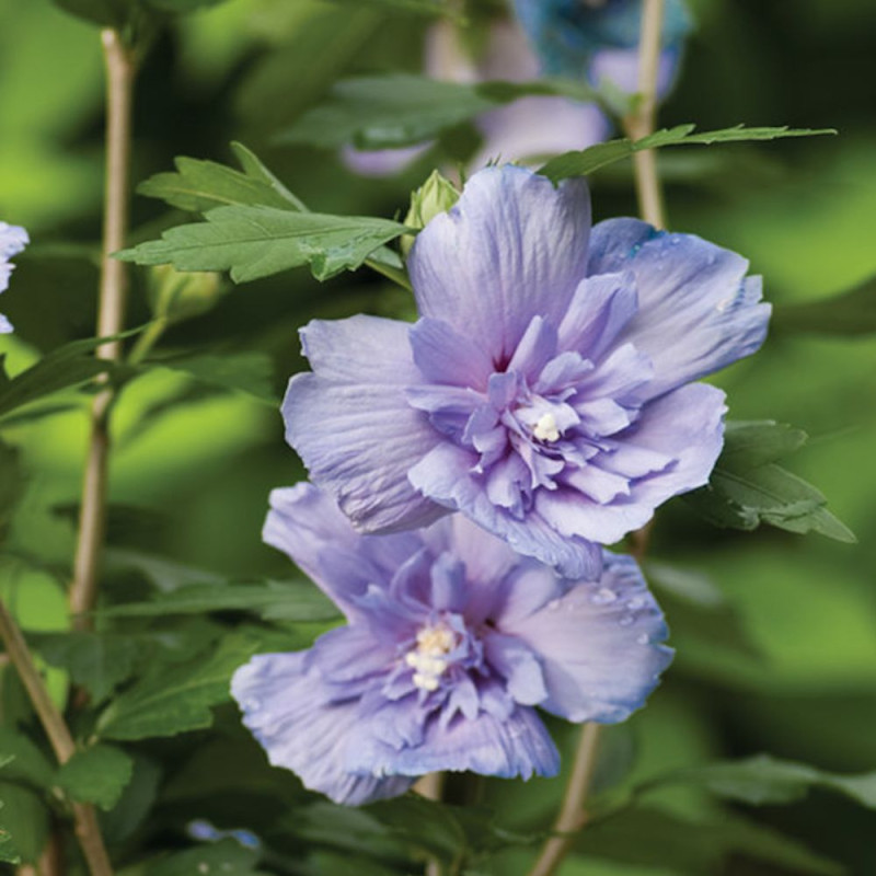 Hibiscus Blue Chiffon® 'Notwoodthree', Althéa