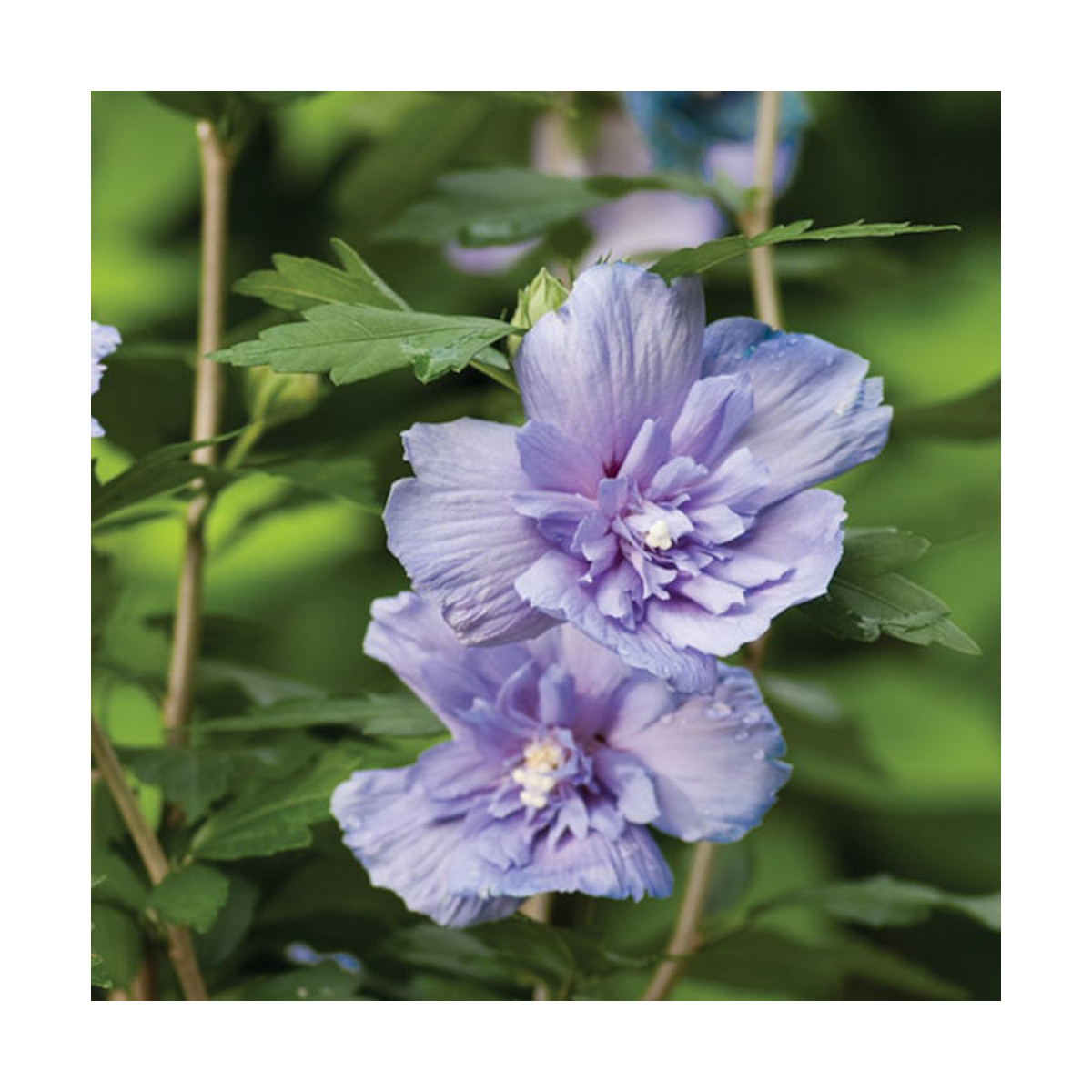 Hibiscus Blue Chiffon® 'Notwoodthree', Althéa