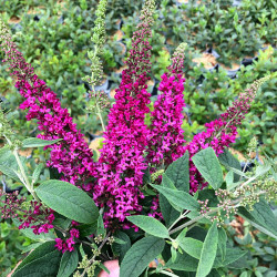 Arbre aux papillons x Miss Ruby
