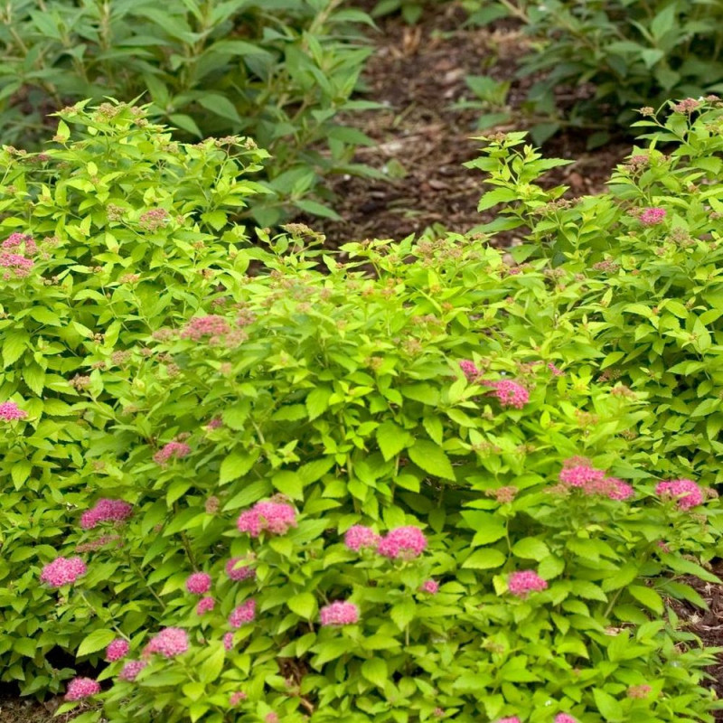 Spirée du Japon Double Play® GOLD 'Yan', Spiraea