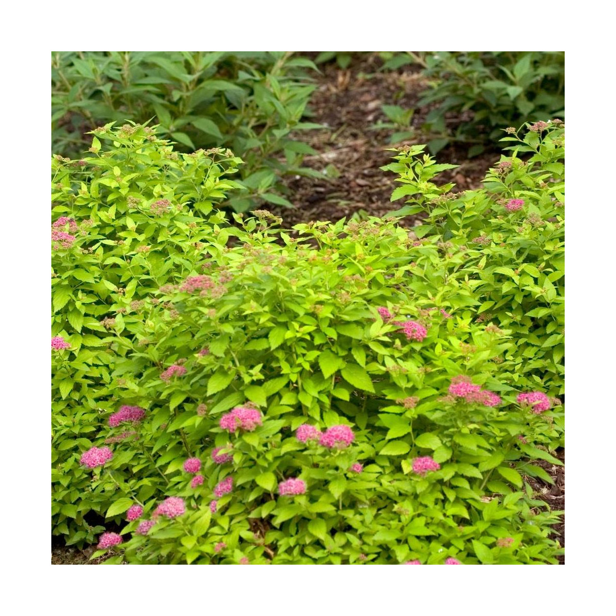 Spirée du Japon Double Play® GOLD 'Yan', Spiraea Spirée du Japon Double Play® GOLD 'Yan', Spiraea