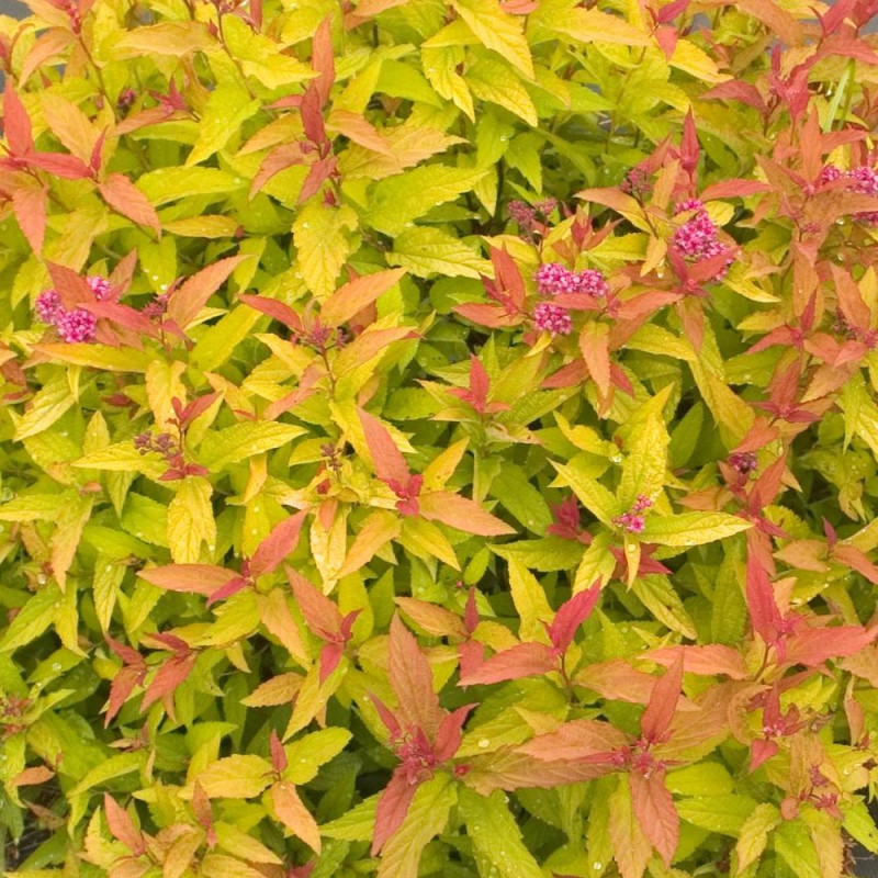 Spirée du Japon Double Play® GOLD 'Yan', Spiraea