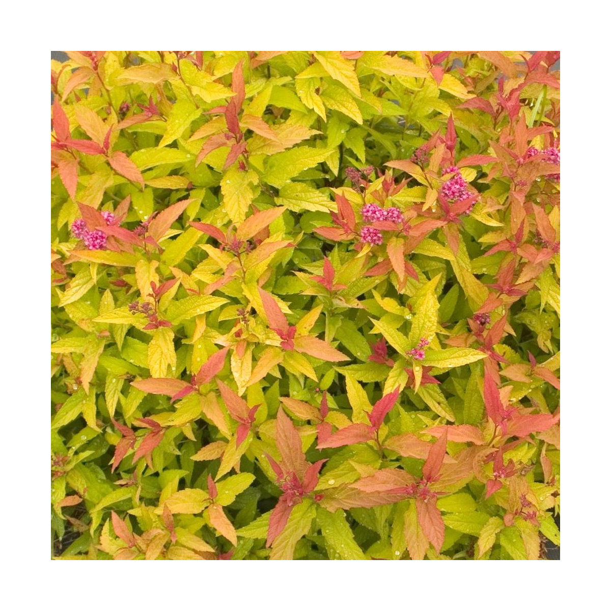 Spirée du Japon Double Play® GOLD 'Yan', Spiraea Spirée du Japon Double Play® GOLD 'Yan', Spiraea