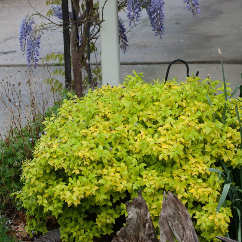 Spirée du Japon Double Play® GOLD 'Yan', Spiraea