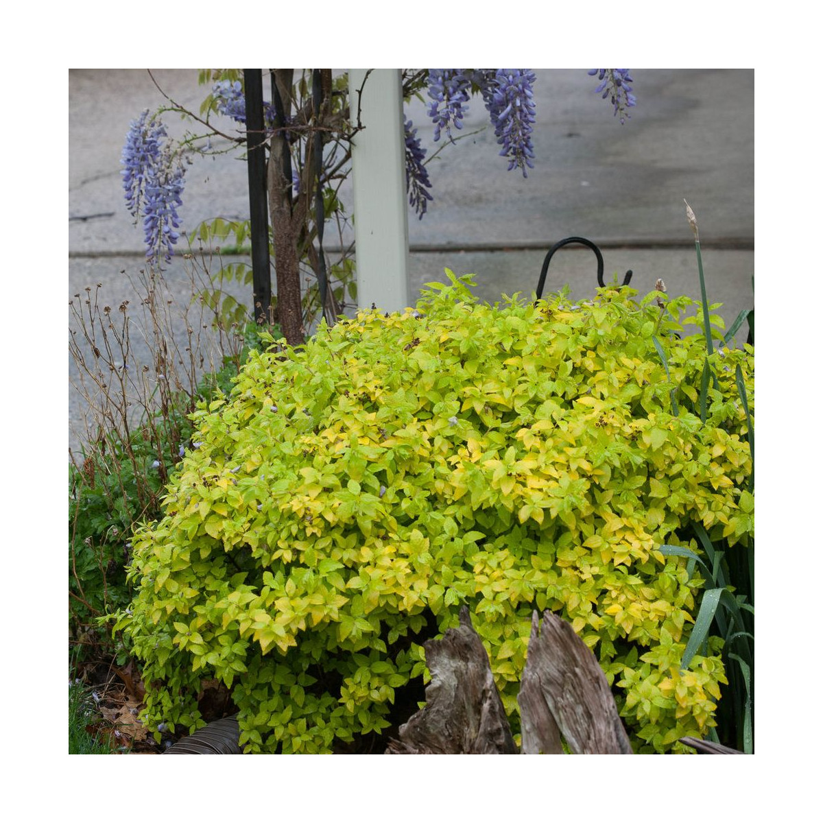 Spirée du Japon Double Play® GOLD 'Yan', Spiraea Spirée du Japon Double Play® GOLD 'Yan', Spiraea