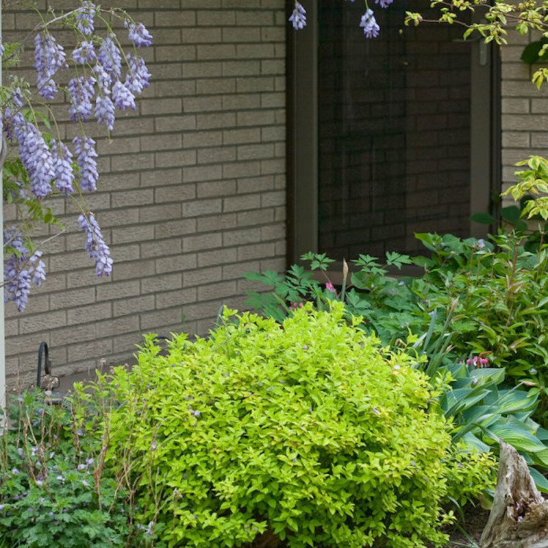 Spirée du Japon Double Play® GOLD 'Yan', Spiraea