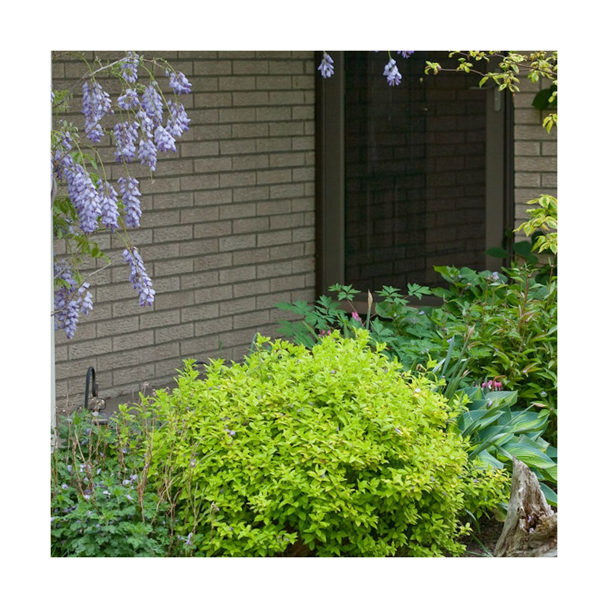 Spirée du Japon Double Play® GOLD 'Yan', Spiraea Spirée du Japon Double Play® GOLD 'Yan', Spiraea