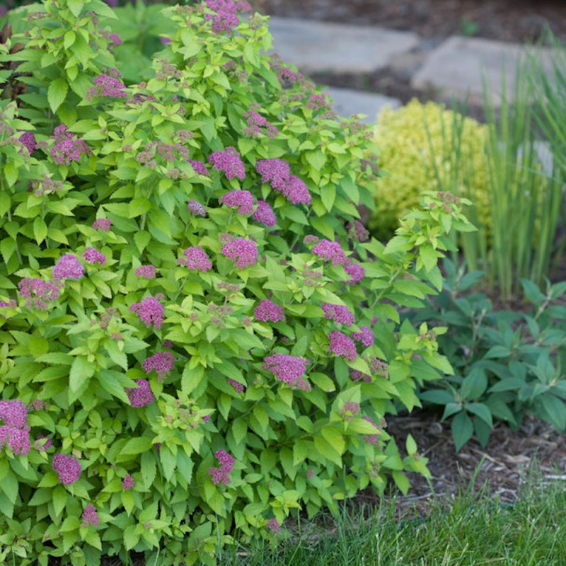 Spirée du Japon Double Play® GOLD 'Yan', Spiraea