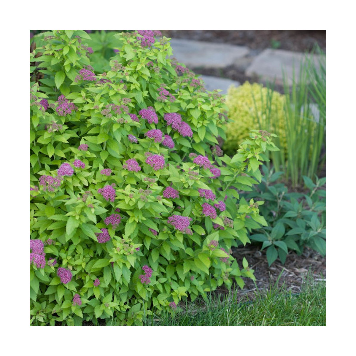 Spirée du Japon Double Play® GOLD 'Yan', Spiraea Spirée du Japon Double Play® GOLD 'Yan', Spiraea