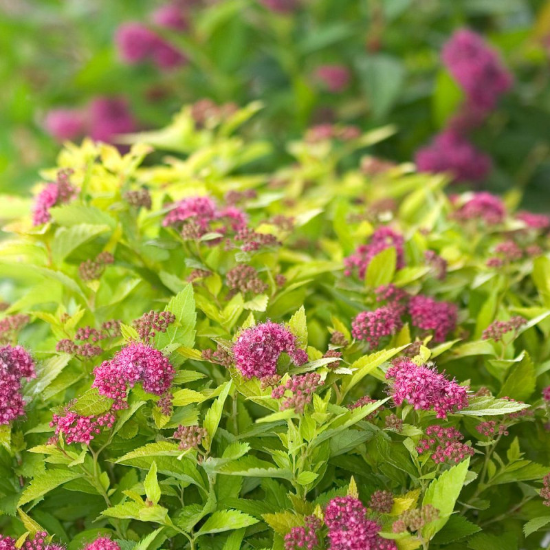 Spirée du Japon Double Play® GOLD 'Yan', Spiraea