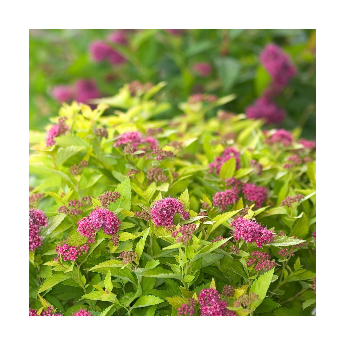 Spirée du Japon Double Play® GOLD 'Yan', Spiraea Spirée du Japon Double Play® GOLD 'Yan', Spiraea
