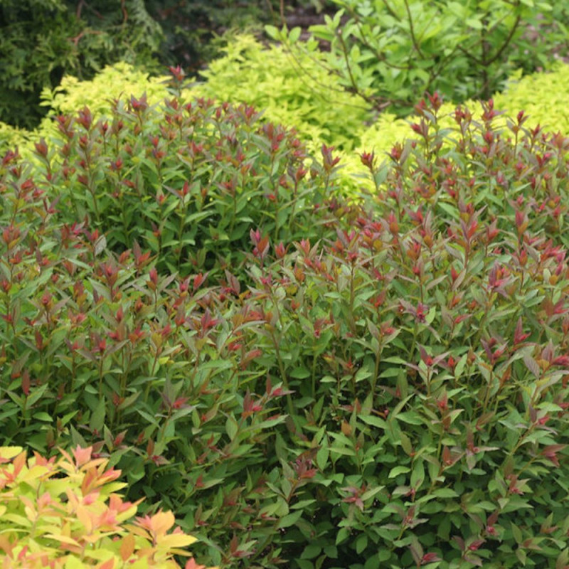 Spirée du Japon Double Play® ARTIST 'Galen', Spiraea