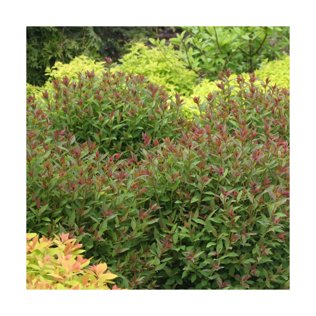 Spirée du Japon Double Play® ARTIST 'Galen', Spiraea