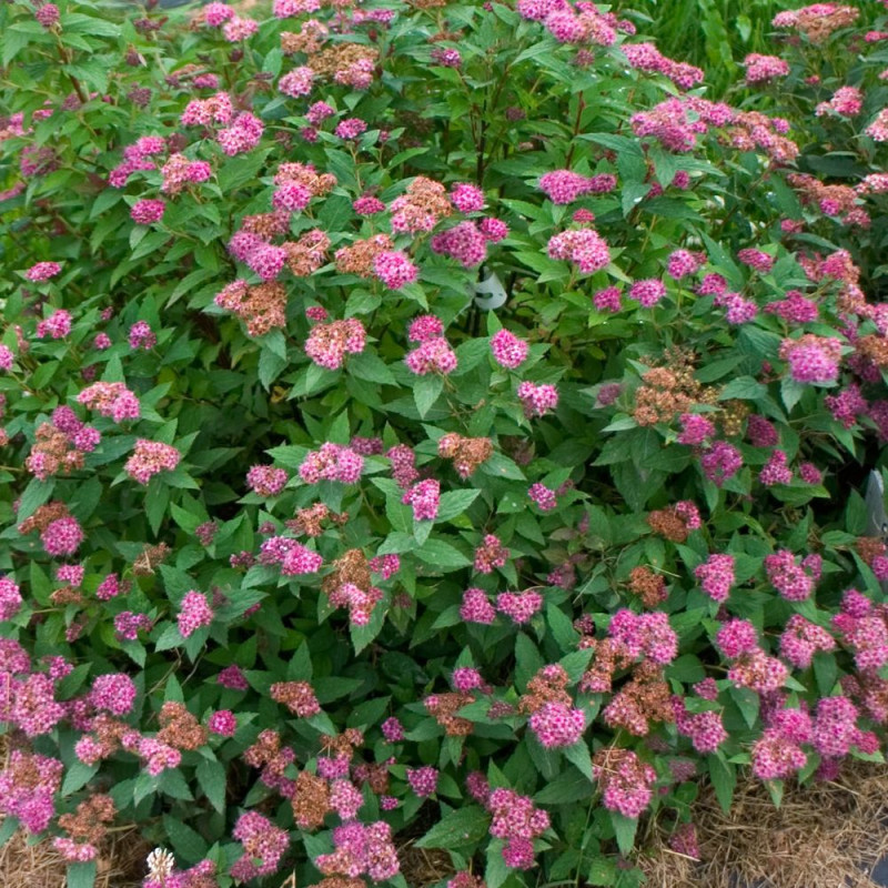 Spirée du Japon Double Play® ARTIST 'Galen', Spiraea