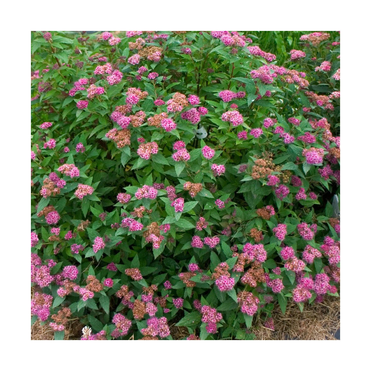 Spirée du Japon Double Play® ARTIST 'Galen', Spiraea