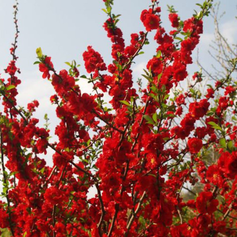 Cognassier du Japon Scarlet Storm®, Chaenomeles