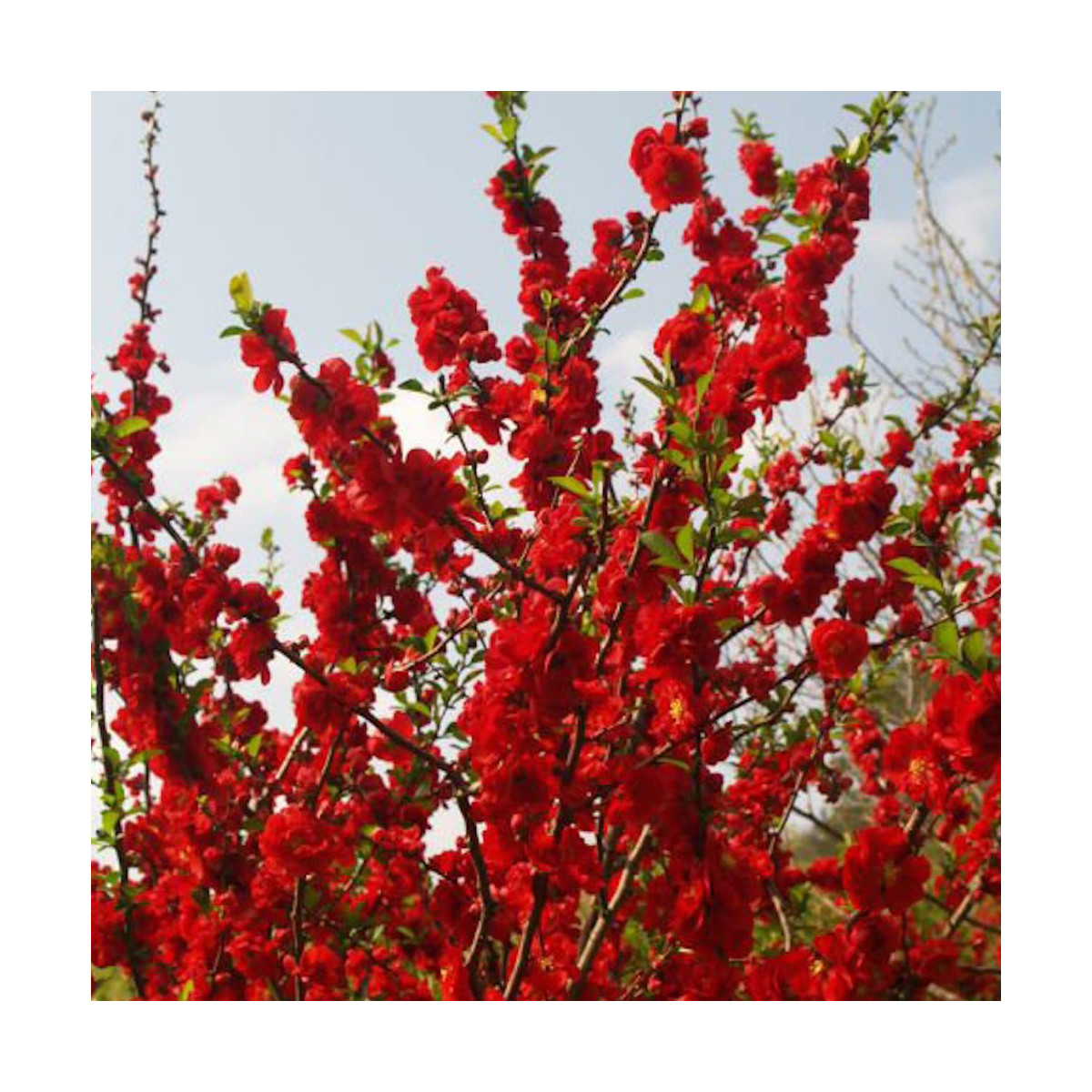 Cognassier du Japon Scarlet Storm®, Chaenomeles