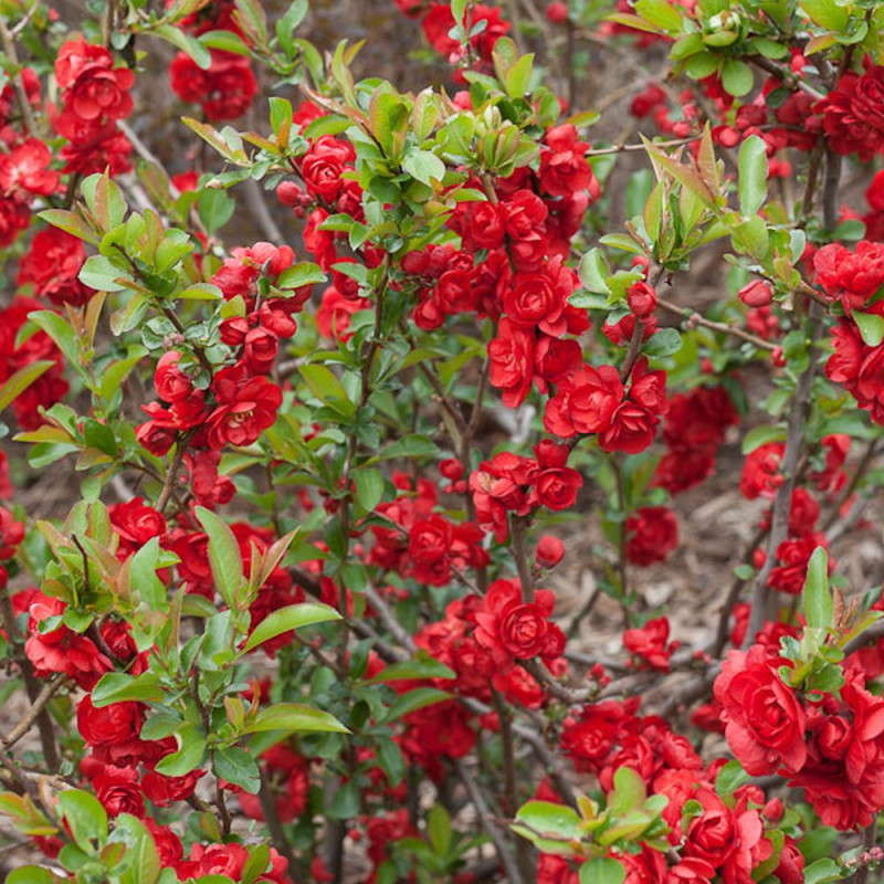 Cognassier du Japon Scarlet Storm®, Chaenomeles