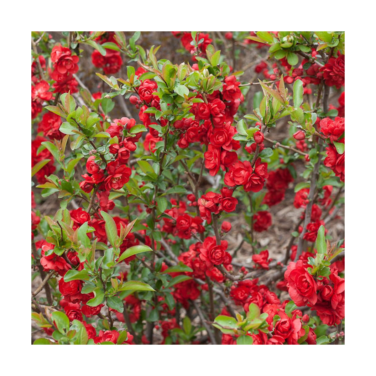 Cognassier du Japon Scarlet Storm®, Chaenomeles