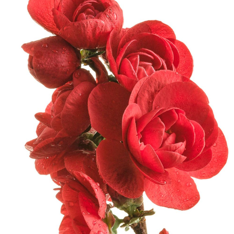 Cognassier du Japon Scarlet Storm®, Chaenomeles