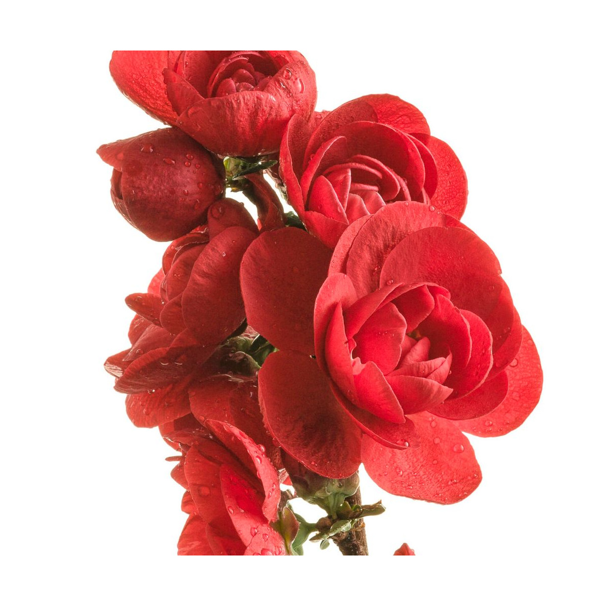 Cognassier du Japon Scarlet Storm®, Chaenomeles