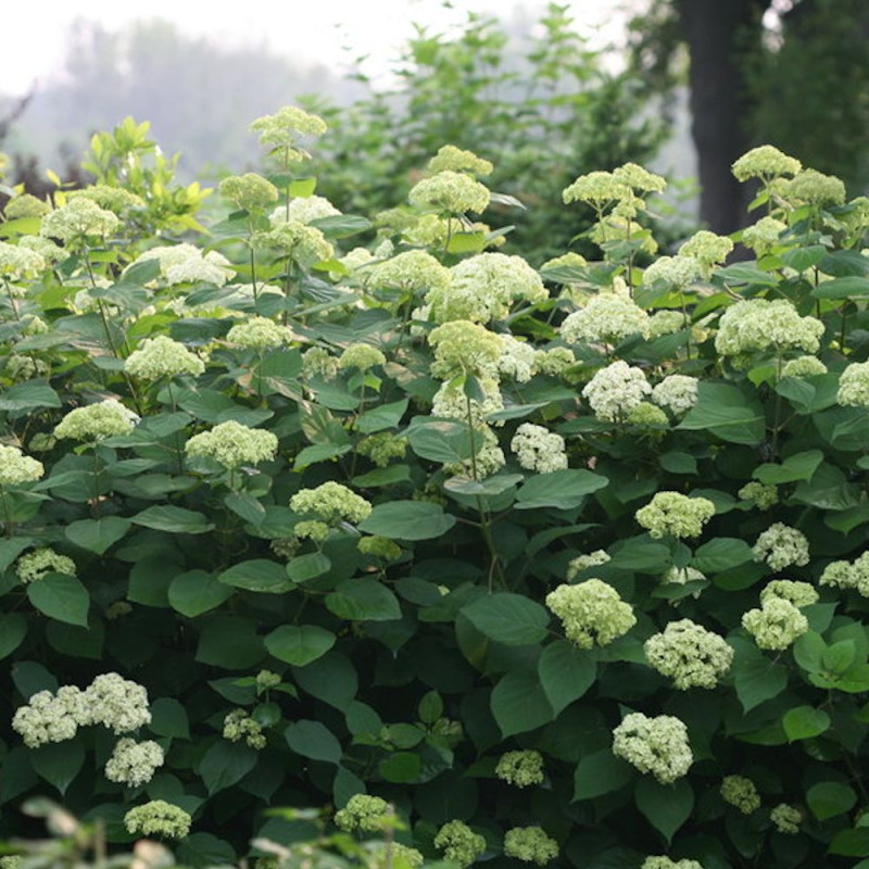 Hortensia de Virginie Lime Rickey® 'SMNHARL', Hortensia arborescens