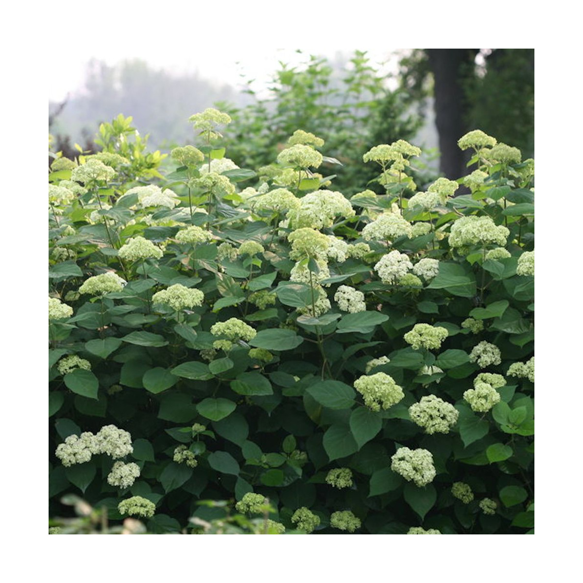 Hortensia de Virginie Lime Rickey® 'SMNHARL', Hortensia arborescens