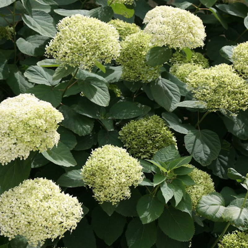 Hortensia de Virginie Lime Rickey® 'SMNHARL', Hortensia arborescens