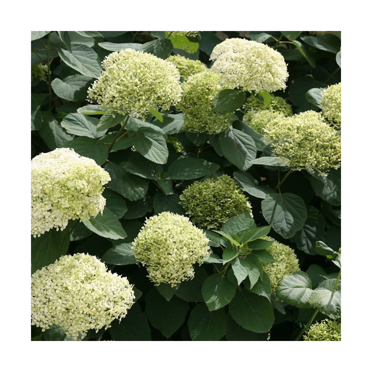 Hortensia de Virginie Lime Rickey® 'SMNHARL', Hortensia arborescens
