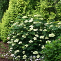 Hortensia de Virginie Lime Rickey® 'SMNHARL'