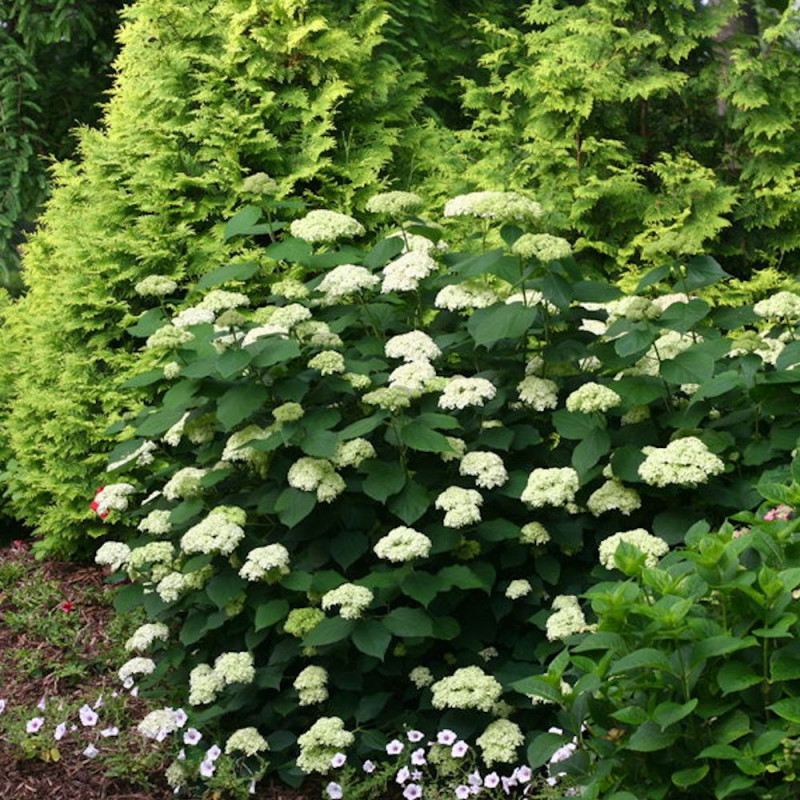 Hortensia de Virginie Lime Rickey® 'SMNHARL', Hortensia arborescens