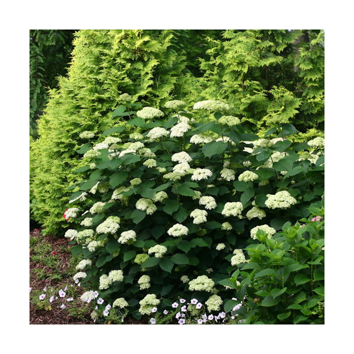 Hortensia de Virginie Lime Rickey® 'SMNHARL', Hortensia arborescens