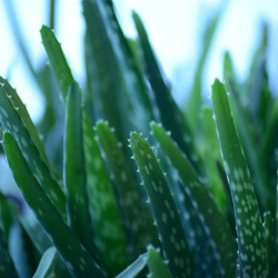 Aloe vera - Aloe des Barbades
