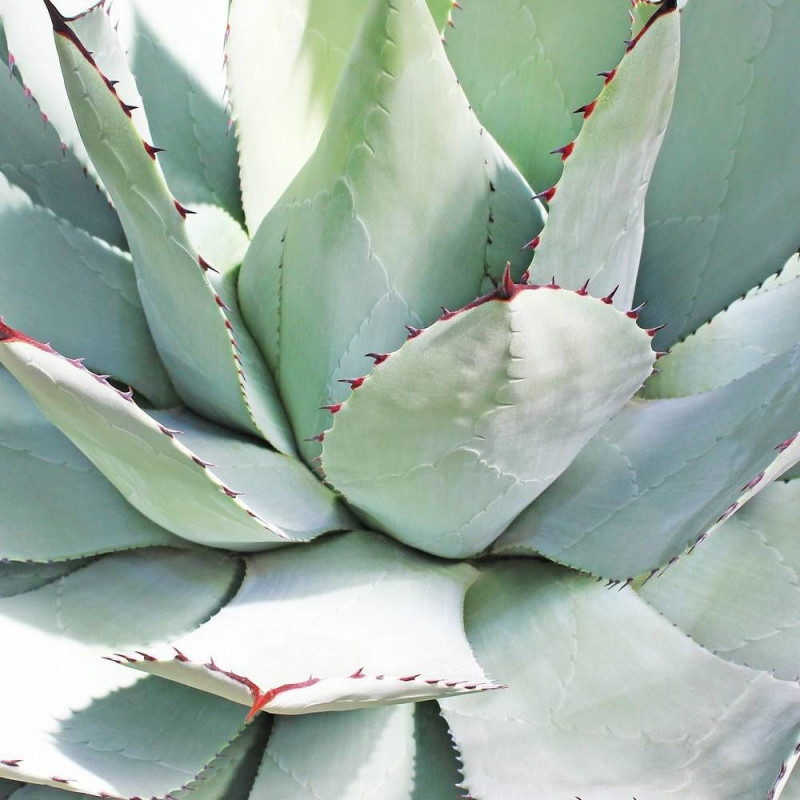 Agave parryi